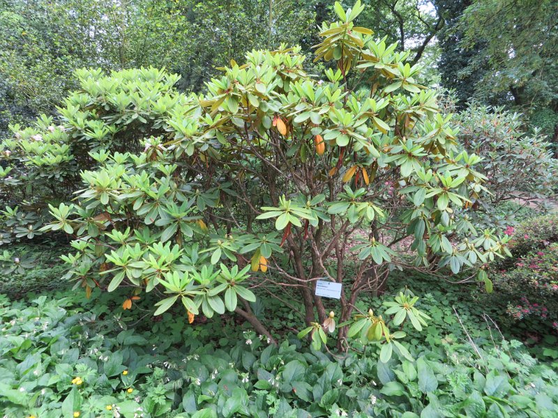 Rhododendron brachycarpum